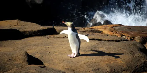 Yellow-eyed penguin on the rocks at Curio Bay, The Catlins, Southland, New Zealand