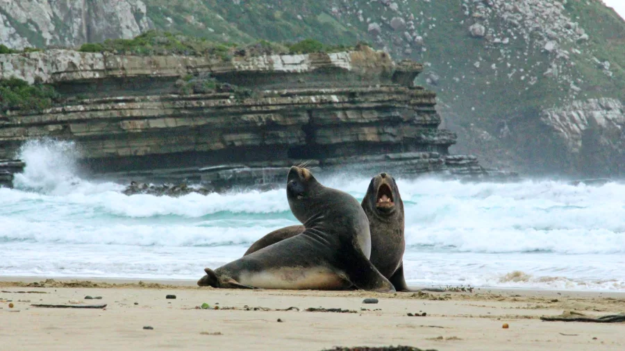 Two sea lions on the beach at Purakaunui Bay Southland New Zealand