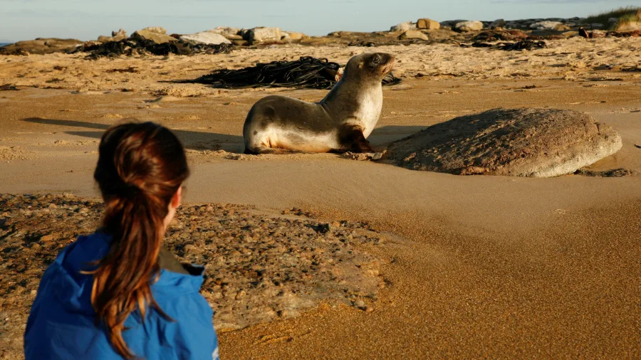 Sea lion at Waipapa Point in The Catlins, Southland New Zealand
