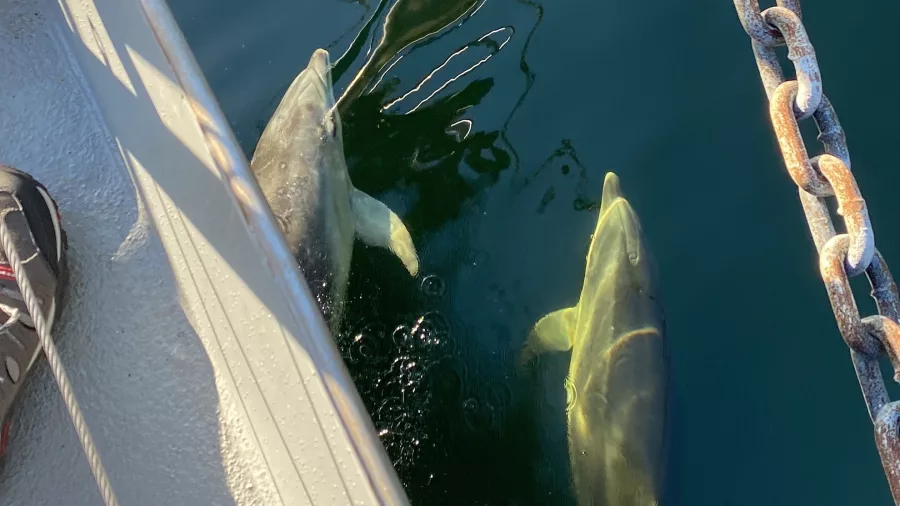 Dolphins visible beneath the surface next to a boat in Doubtful Sound, Southland
