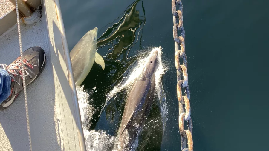 Side view of dolphins swimming alongside a boat in Doubtful Sound, New Zealand