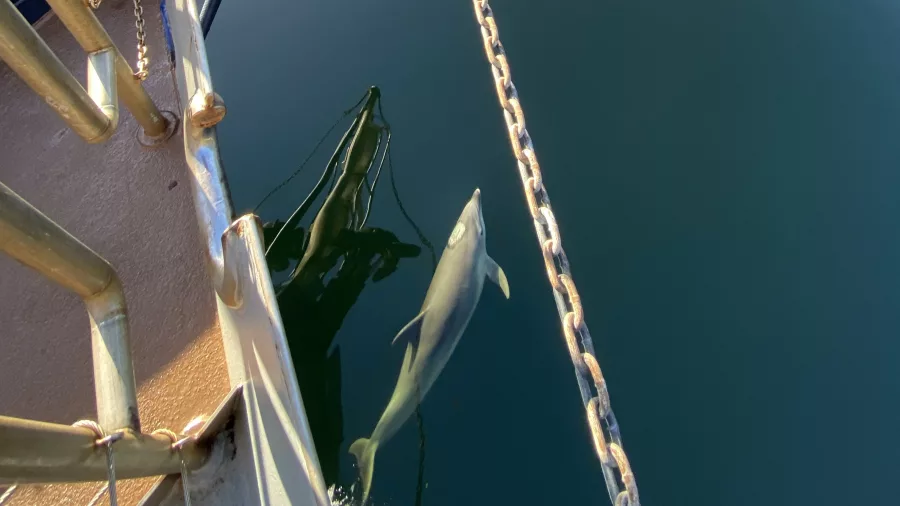Dolphins seen clearly through the glassy surface in Doubtful Sound, New Zealand