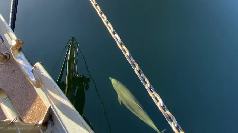 Dolphins bow-riding beneath a clear reflection in Doubtful Sound, Southland