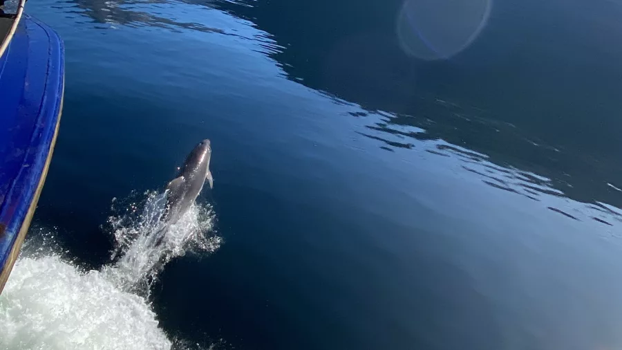 Dolphin surfing the boat wake in Doubtful Sound, Southland