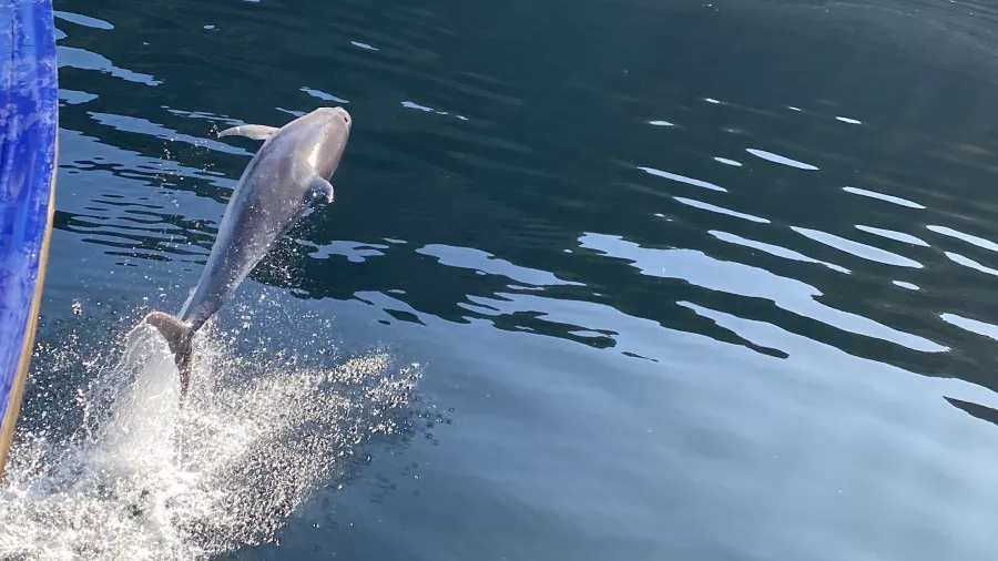 Close-up of a dolphin leaping beside a boat in Doubtful Sound, New Zealand