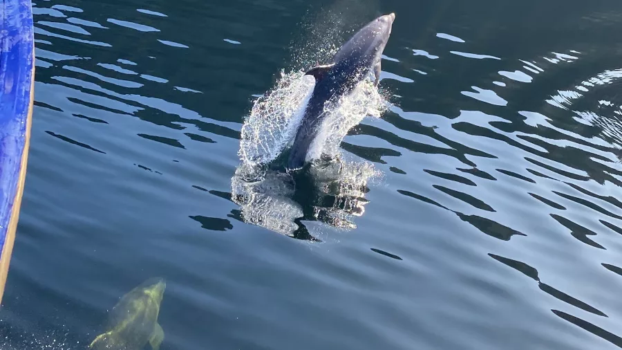 Dolphin mid-jump beside a tour boat in Doubtful Sound, Southland, New Zealand
