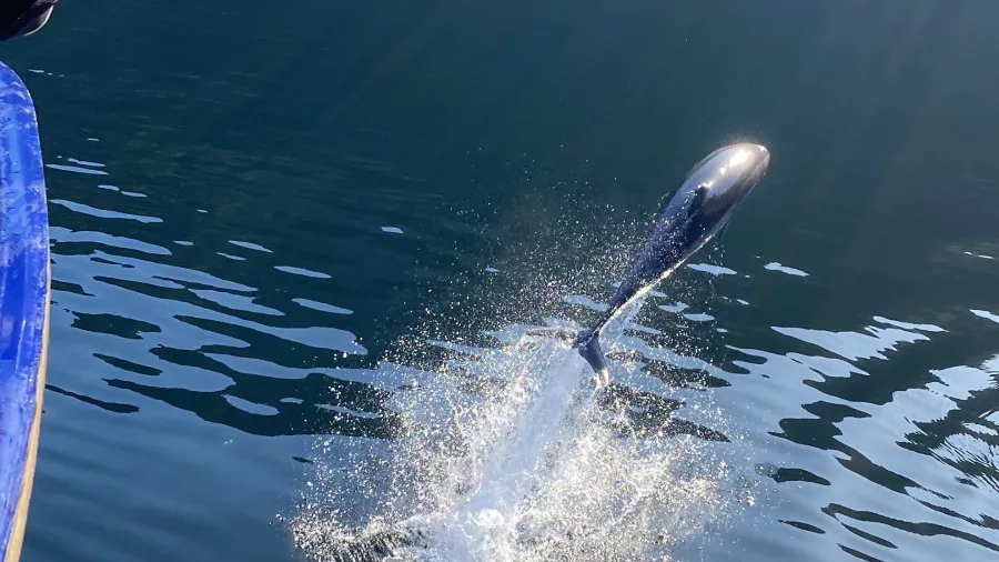 Dolphin making a splash with its tail beside a boat in Doubtful Sound, Southland