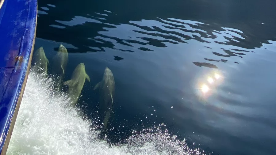 Group of dolphins swimming in the wake of a boat in Doubtful Sound, New Zealand