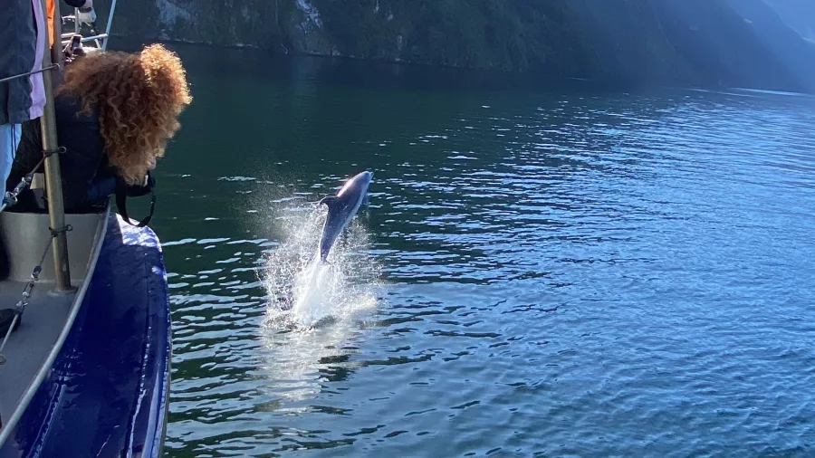 Dolphin leaping beside a tour boat in Doubtful Sound, Southland, New Zealand