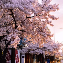 Cherry blossom trees in Invercargill, Southland New Zealand