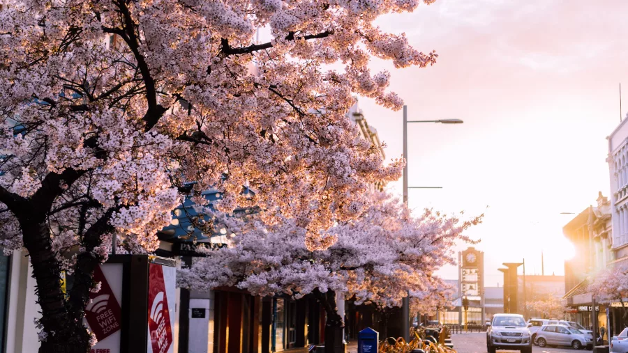 Cherry blossom trees in Invercargill, Southland New Zealand