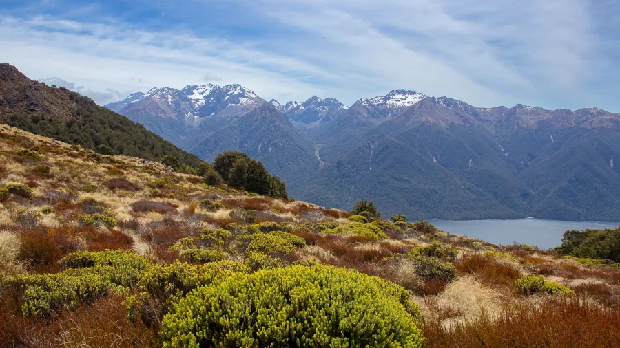 Alpine tussock and peaks near Mount Luxmore on the Kepler Track