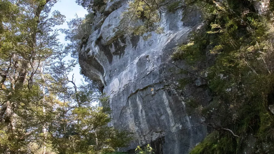 Limestone outcrop beside the Kepler Track forest section