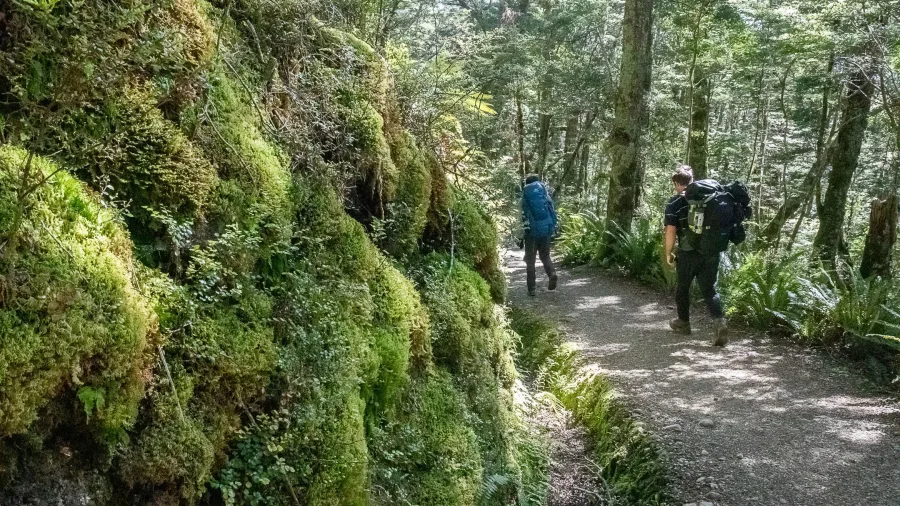 Hikers walking along mossy forest trail on Kepler Track in Southland, New Zealand