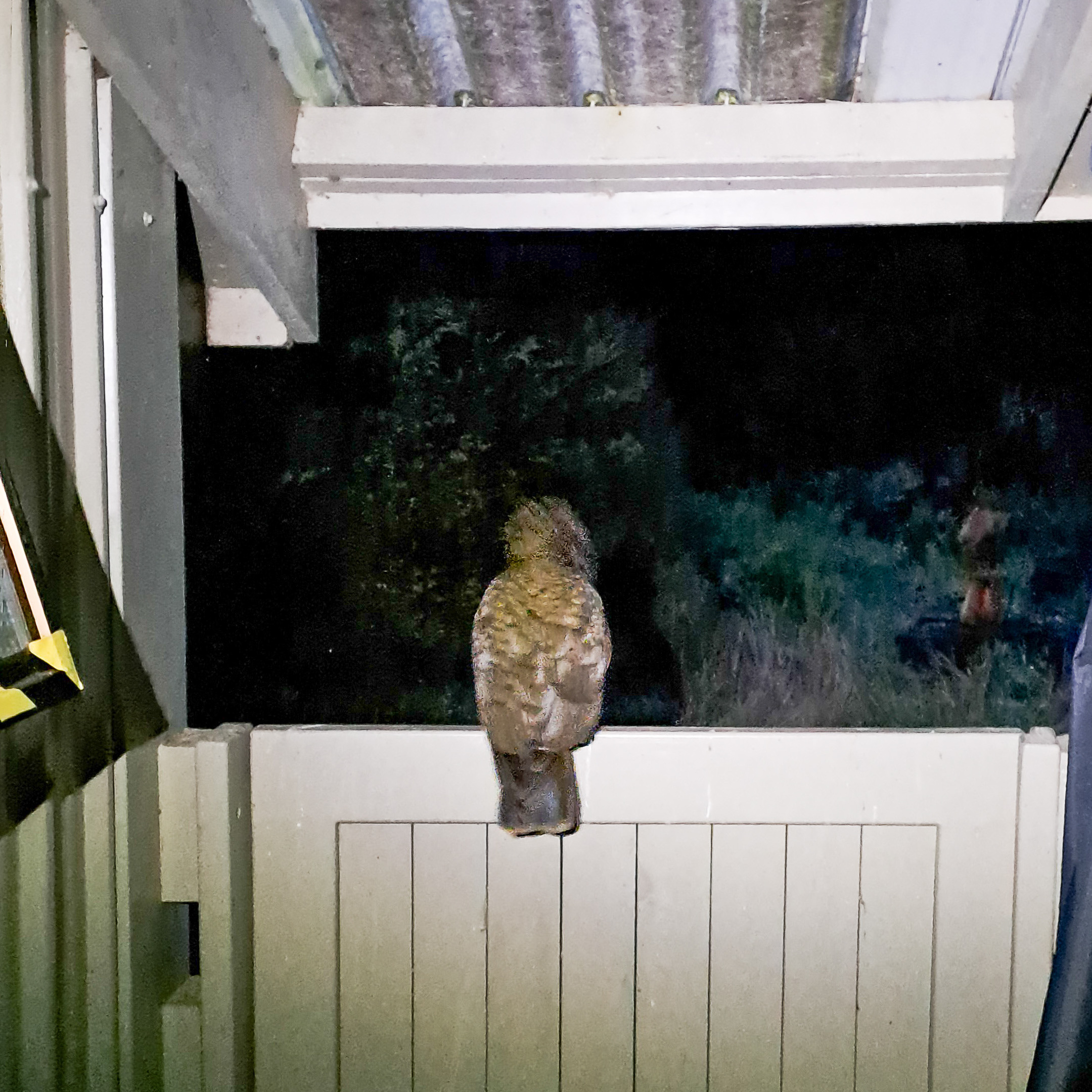 A native New Zealand kea parrot with olive-green and brown feathers is perched on a white wooden railing at night outside a hiking hut.
