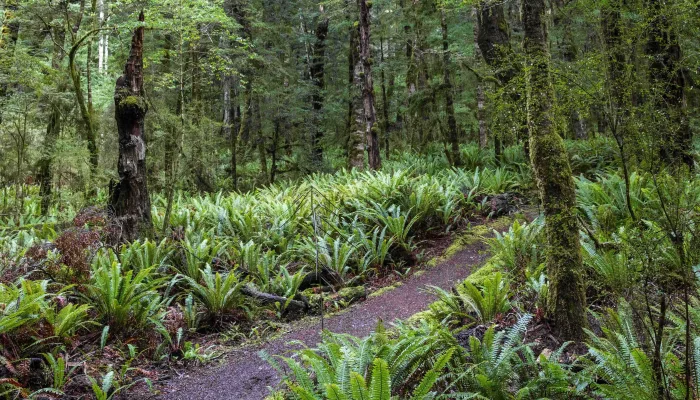 Scenic beech forest along the Kepler Track, Southland, New Zealand