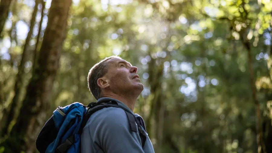 Hiker looking up at native bush on the Kepler Track, Southland, New Zealand