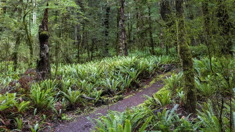 Scenic beech forest along the Kepler Track, Southland, New Zealand