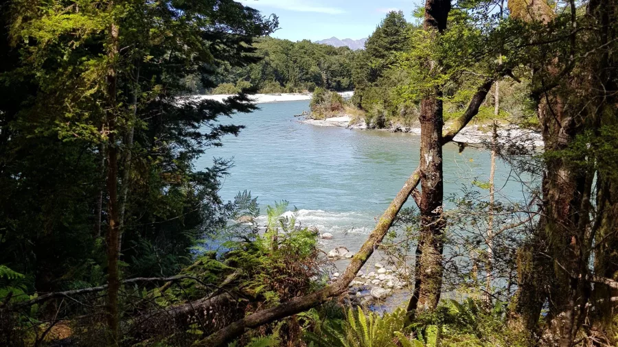 Forest trail beside the Waiau River on the Kepler Track, Fiordland National Park, Southland New Zealand