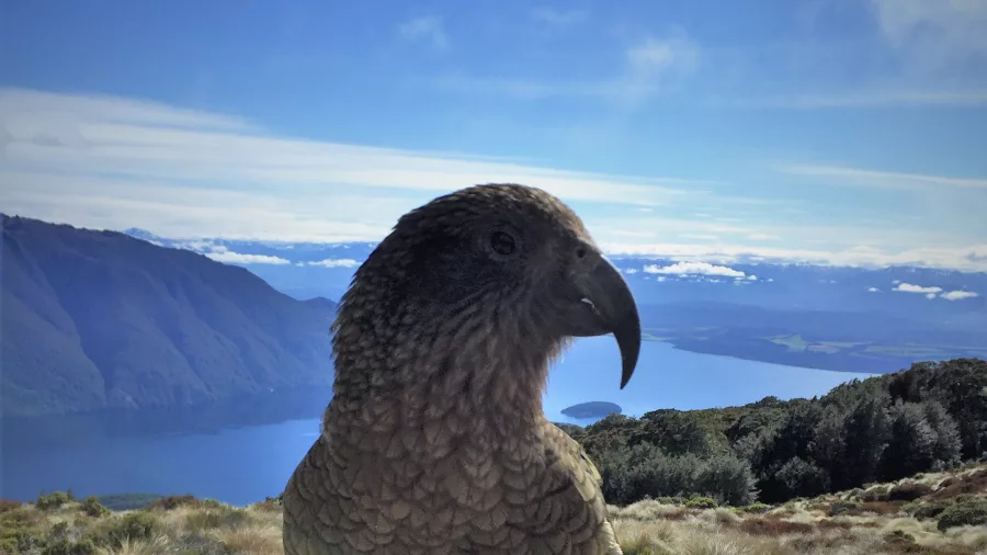 Kea perched on a table outside Luxmore Hut on the Kepler Track, Southland, New Zealand