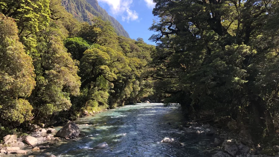 Clear turquoise river flowing through native forest on the Lake Marian Track, Southland New Zealand