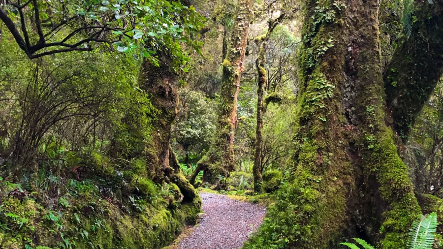 Moss-covered forest path on the Lake Marian Track, Fiordland National Park, Southland New Zealand