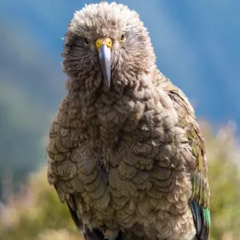 Close-up of a kea parrot perched near Milford Sound, New Zealand