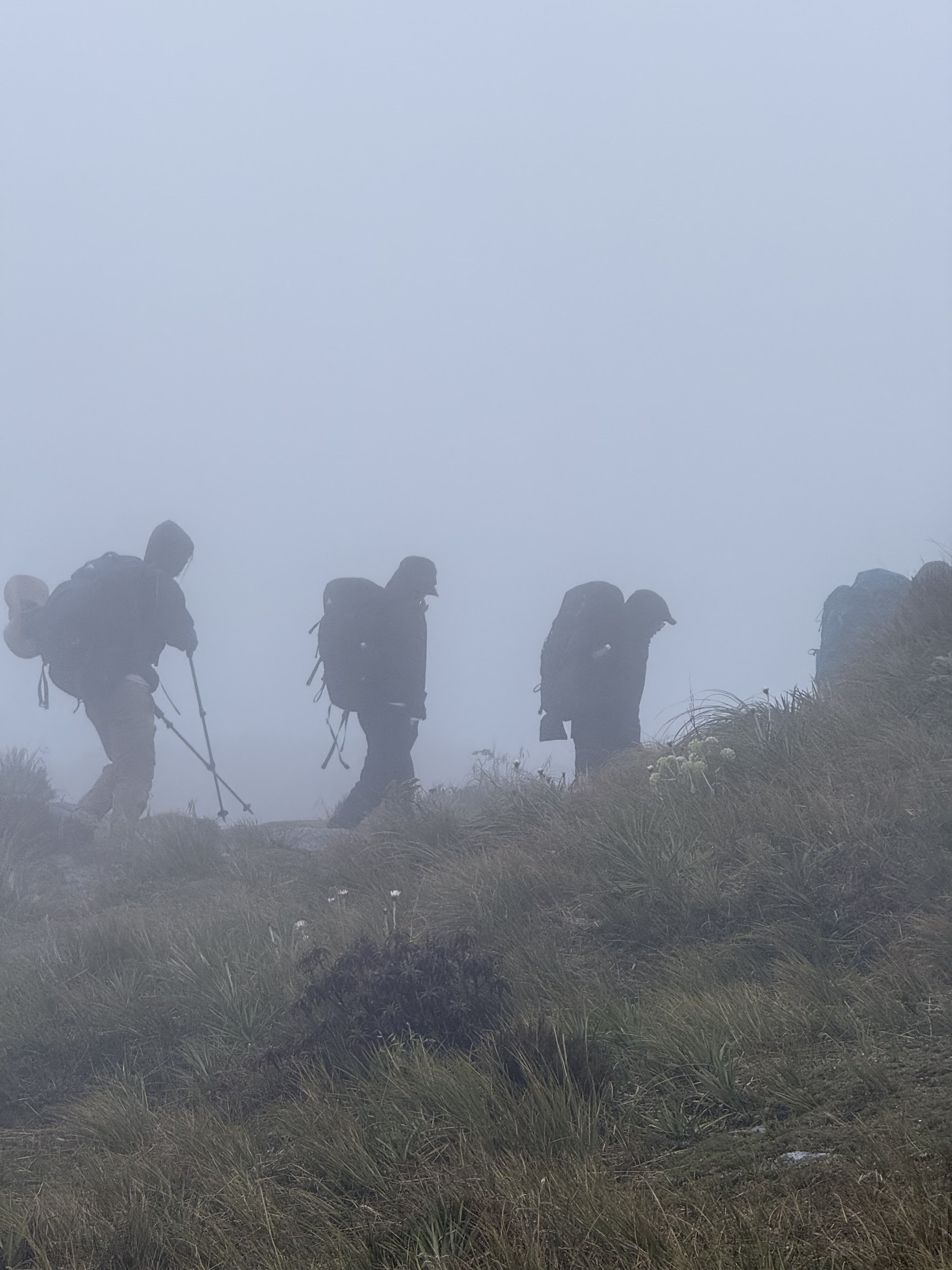 Group of walkers climbing in foggy conditions along the Milford Track near Mackinnon Pass
