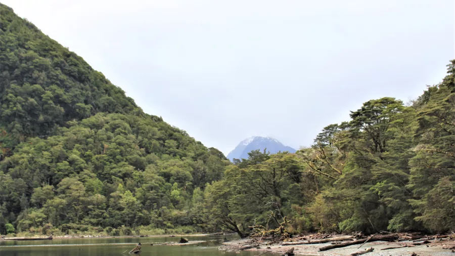 Scenic river view along the Milford Track in Fiordland National Park, New Zealand