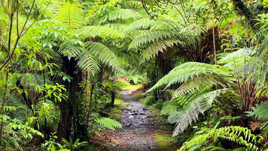 Fern-lined trail through Fiordland rainforest on the Milford Track, Southland New Zealand