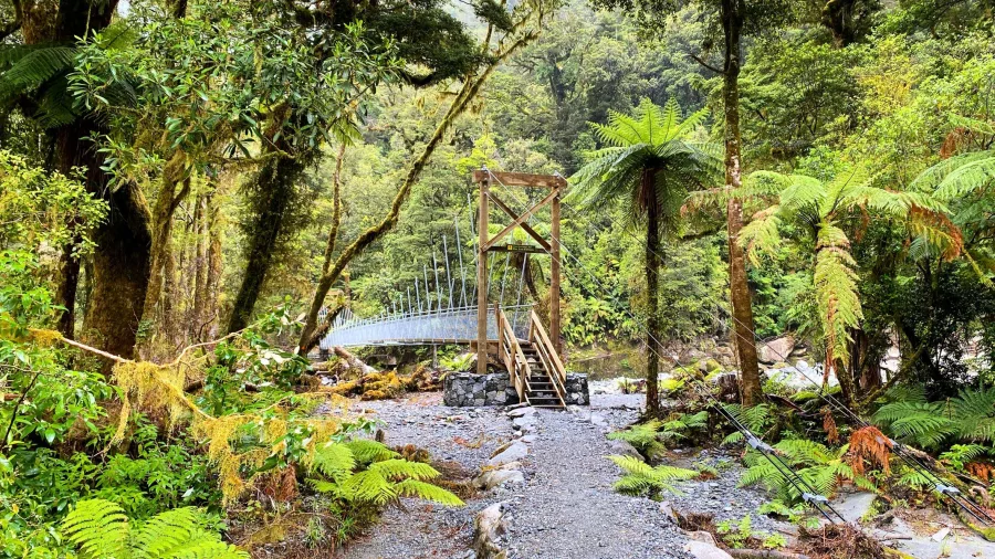 Suspension bridge in lush rainforest on the Milford Track, Southland New Zealand