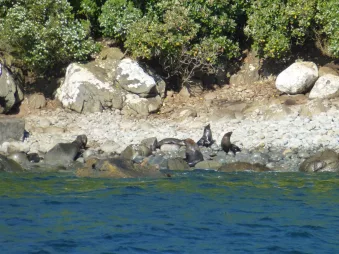 Group of fur seals resting on a rocky shoreline at the Northern Titi Islands, New Zealand.