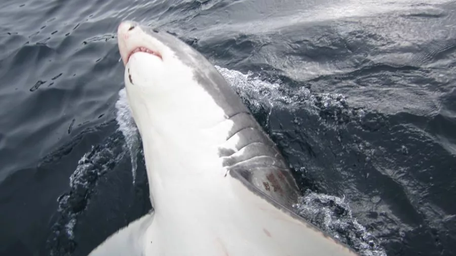 Great white shark showing its underside near the ocean surface off the Northern Titi Islands, New Zealand.