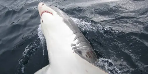 Great white shark showing its underside near the ocean surface off the Northern Titi Islands, New Zealand.