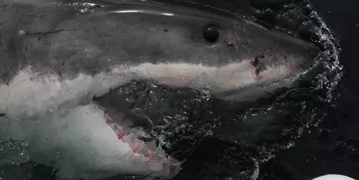Close-up of a great white shark near the surface during a shark cage diving tour in the Northern Titi Islands, New Zealand.