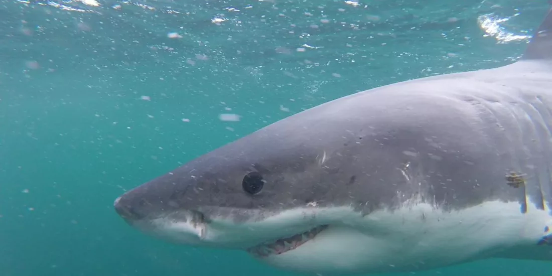 Close-up of a great white shark underwater on a cage diving trip off Bluff, New Zealand.