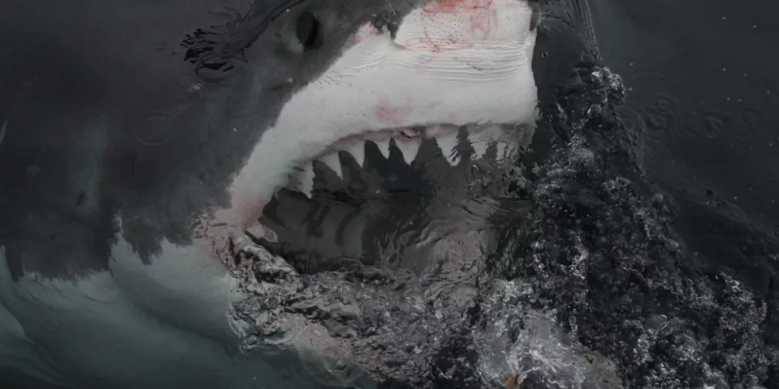 Great white shark surfacing with mouth open near Northern Titi Islands, New Zealand