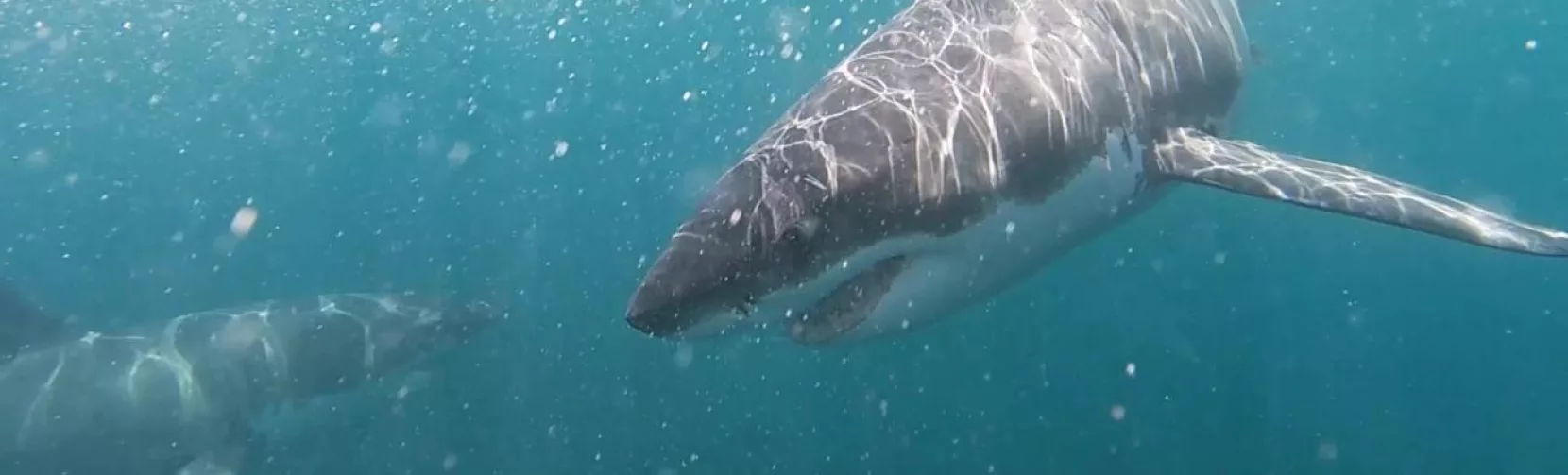 Great white shark swimming near shark cage in New Zealand waters