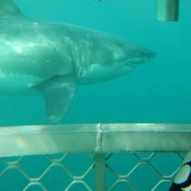 Great white shark approaching the cage during a dive near Stewart Island