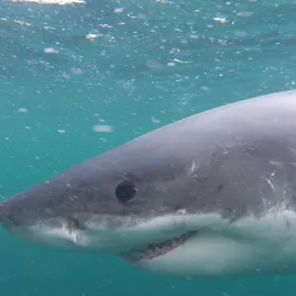 Close-up of a great white shark underwater on a cage diving trip off Bluff, New Zealand.
