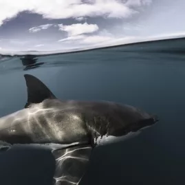 Great white shark near Northern Titi Islands