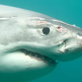 Close-up view of a great white shark underwater during cage diving near Stewart Island