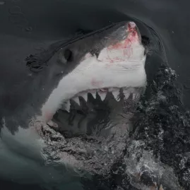 Great white shark surfacing with mouth open near Northern Titi Islands, New Zealand