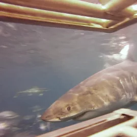 Great white shark swims close to a cage during shark diving in Bluff, New Zealand.