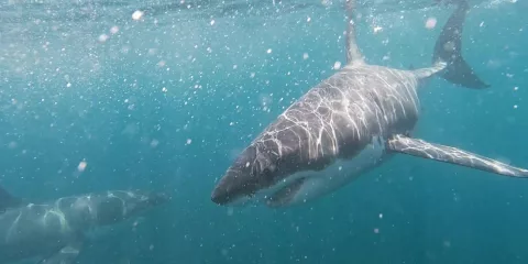 Great white shark swimming near shark cage in New Zealand waters