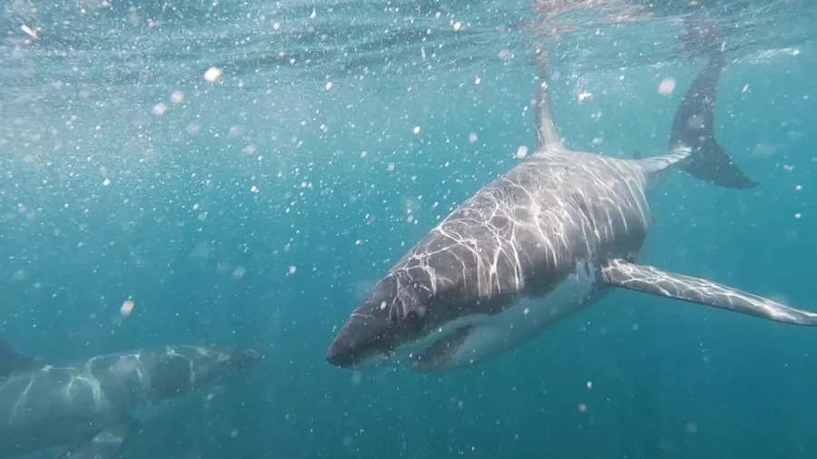Great white shark swimming near shark cage in New Zealand waters