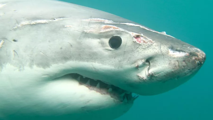 Close-up view of a great white shark underwater during cage diving near Stewart Island