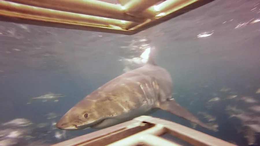 Great white shark swims close to a cage during shark diving in Bluff, New Zealand.