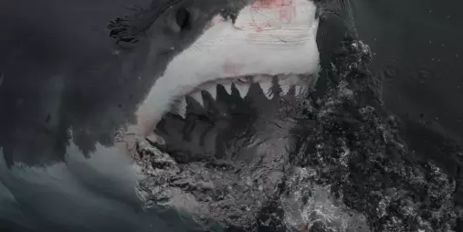 Great white shark surfacing with mouth open near Northern Titi Islands, New Zealand