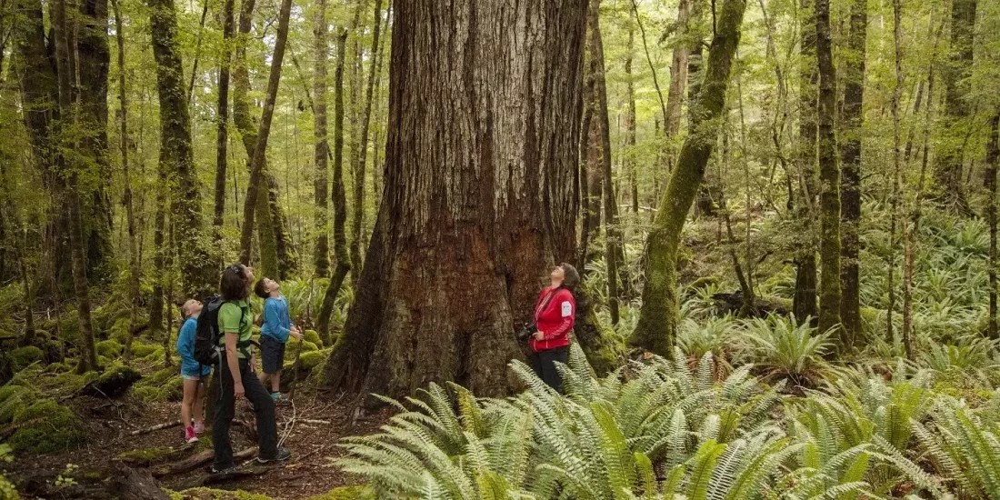 Guided walkers standing beside a towering native beech tree in Fiordland’s forest.
